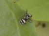 Salticus scenicus